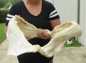 For Sale Tiger Shark Jaw 21-3/4 inches wide $650 (Adult Signature Required)<font color=red> (NO POST OFFICE (USPS) SHIPPING!!!)</font>