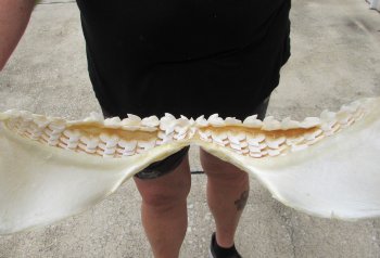 For Sale Tiger Shark Jaw 21-3/4 inches wide $650 (Adult Signature Required)<font color=red> (NO POST OFFICE (USPS) SHIPPING!!!)</font>