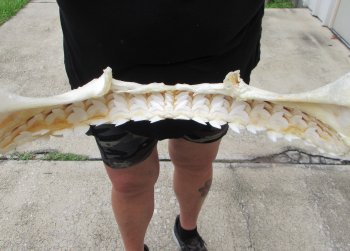 For Sale Tiger Shark Jaw 21-3/4 inches wide $650 (Adult Signature Required)<font color=red> (NO POST OFFICE (USPS) SHIPPING!!!)</font>