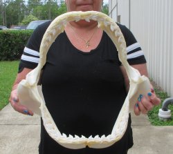 Real Tiger Shark Jaw 16 inches wide $275
