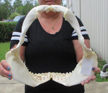Real Tiger Shark Jaw 16 inches wide $275