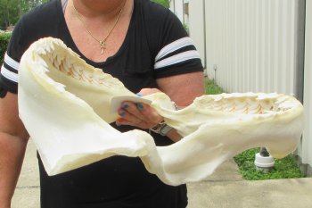 Real Tiger Shark Jaw 16 inches wide $275