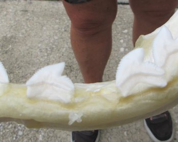 Real Tiger Shark Jaw 16 inches wide $275