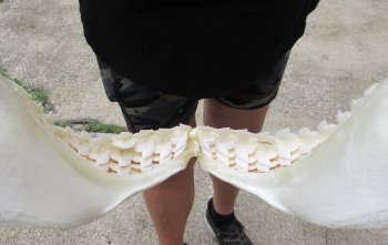 Real Tiger Shark Jaw 16 inches wide $275