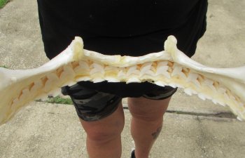 Real Tiger Shark Jaw 16 inches wide $275