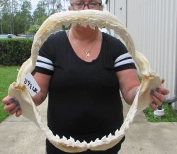 For Sale Tiger Shark Jaw 21-1/2 inches wide $650 (Adult Signature Required)<font color=red> (NO POST OFFICE (USPS) SHIPPING!!!)</font>