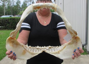 For Sale Tiger Shark Jaw 21-1/2 inches wide $650 (Adult Signature Required))  (NO POST OFFICE (USPS) SHIPPING!!) 