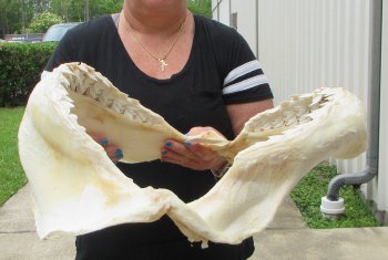 For Sale Tiger Shark Jaw 21-1/2 inches wide $650 (Adult Signature Required))  (NO POST OFFICE (USPS) SHIPPING!!) 