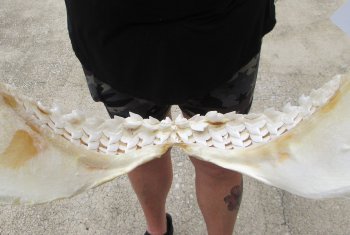 For Sale Tiger Shark Jaw 21-1/2 inches wide $650 (Adult Signature Required))  (NO POST OFFICE (USPS) SHIPPING!!) 