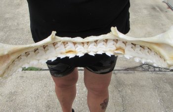 For Sale Tiger Shark Jaw 21-1/2 inches wide $650 (Adult Signature Required))  (NO POST OFFICE (USPS) SHIPPING!!) 
