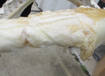For Sale Tiger Shark Jaw 21-1/2 inches wide $650 (Adult Signature Required))  (NO POST OFFICE (USPS) SHIPPING!!) 