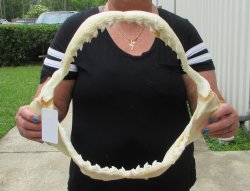 Real Tiger Shark Ja...