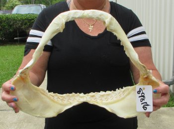 Real Tiger Shark Jaw 16-3/4 inches wide $275 <font color=red> (NO POST OFFICE (USPS) SHIPPING!!!)</font>