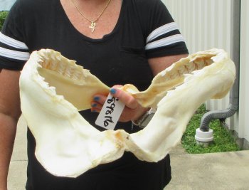 Real Tiger Shark Jaw 16-3/4 inches wide $275 <font color=red> (NO POST OFFICE (USPS) SHIPPING!!!)</font>