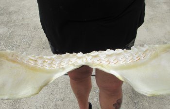 Real Tiger Shark Jaw 16-3/4 inches wide $275 <font color=red> (NO POST OFFICE (USPS) SHIPPING!!!)</font>