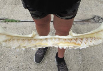 Real Tiger Shark Jaw 16-3/4 inches wide $275 <font color=red> (NO POST OFFICE (USPS) SHIPPING!!!)</font>
