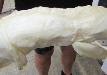 Tiger Shark Jaw 17 inch wide - $325 each (Signature Required)