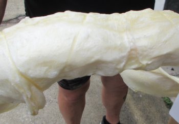 Real Tiger Shark Jaw 16-3/4 inches wide $275 <font color=red> (NO POST OFFICE (USPS) SHIPPING!!!)</font>