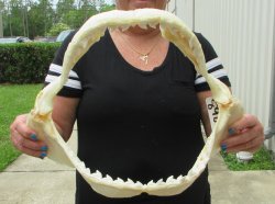 Real Tiger Shark Ja...