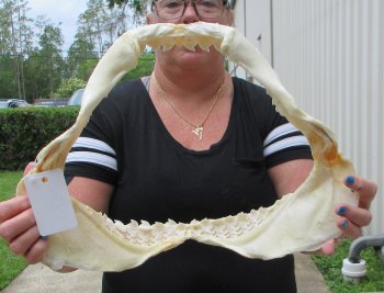 Real Tiger Shark Jaw 16-1/2 inches wide $275 <font color=red> (NO POST OFFICE (USPS) SHIPPING!!!)</font>