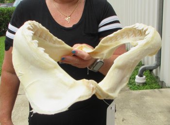 Real Tiger Shark Jaw 16-1/2 inches wide $275 <font color=red> (NO POST OFFICE (USPS) SHIPPING!!!)</font>
