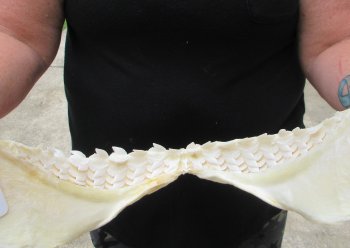 Real Tiger Shark Jaw 16-1/2 inches wide $275 <font color=red> (NO POST OFFICE (USPS) SHIPPING!!!)</font>
