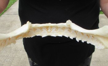 Real Tiger Shark Jaw 16-1/2 inches wide $275 <font color=red> (NO POST OFFICE (USPS) SHIPPING!!!)</font>