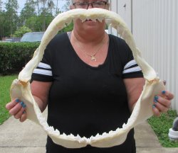 Buy Now Tiger Shark...