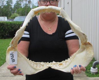 Buy Now Tiger Shark Jaw 19-3/4 inches wide $475 (Signature Required)<font color=red> (NO POST OFFICE (USPS) SHIPPING!!!)</font>