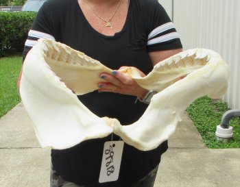 Buy Now Tiger Shark Jaw 19-3/4 inches wide $475 (Signature Required)<font color=red> (NO POST OFFICE (USPS) SHIPPING!!!)</font>