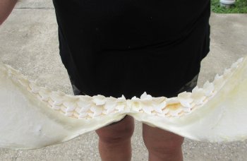 Buy Now Tiger Shark Jaw 19-3/4 inches wide $475 (Signature Required)<font color=red> (NO POST OFFICE (USPS) SHIPPING!!!)</font>