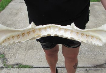 Buy Now Tiger Shark Jaw 19-3/4 inches wide $475 (Signature Required)<font color=red> (NO POST OFFICE (USPS) SHIPPING!!!)</font>