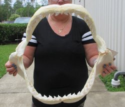 Tiger Shark Jaw 20 ...