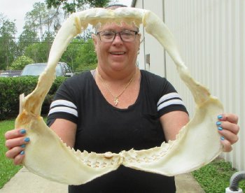 Tiger Shark Jaw 20 inch wide - $500 each (Adult Signature Required) <font color=red> (NO POST OFFICE (USPS) SHIPPING!!!)</font>