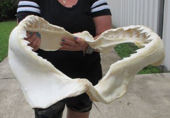 Tiger Shark Jaw 20 inch wide - $500 each (Adult Signature Required) <font color=red> (NO POST OFFICE (USPS) SHIPPING!!!)</font>