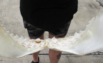 Tiger Shark Jaw 20 inch wide - $500 each (Adult Signature Required) <font color=red> (NO POST OFFICE (USPS) SHIPPING!!!)</font>