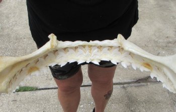 Tiger Shark Jaw 20 inch wide - $500 each (Adult Signature Required) <font color=red> (NO POST OFFICE (USPS) SHIPPING!!!)</font>