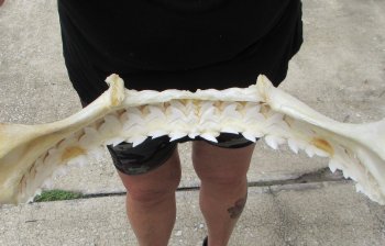 For Sale Tiger Shark Jaw 20-3/4 inches wide $550 (Adult Signature Required)<font color=red> (NO POST OFFICE (USPS) SHIPPING!!!)</font>
