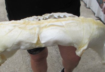 For Sale Tiger Shark Jaw 20-3/4 inches wide $550 (Adult Signature Required)<font color=red> (NO POST OFFICE (USPS) SHIPPING!!!)</font>