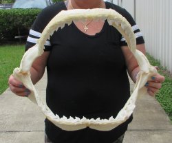 Buy Now Tiger Shark...