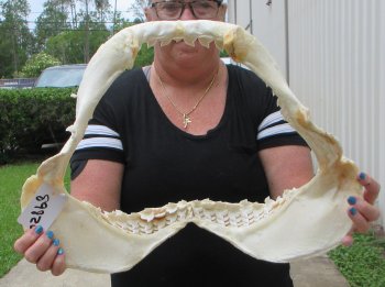 Buy Now Tiger Shark Jaw 20 inches wide $525 (Adult Signature Required)<font color=red> (NO POST OFFICE (USPS) SHIPPING!!!)</font>