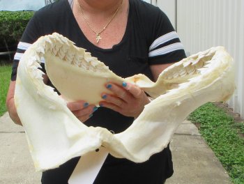 Buy Now Tiger Shark Jaw 20 inches wide $525 (Adult Signature Required)<font color=red> (NO POST OFFICE (USPS) SHIPPING!!!)</font>