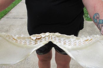 Buy Now Tiger Shark Jaw 20 inches wide $525 (Adult Signature Required)<font color=red> (NO POST OFFICE (USPS) SHIPPING!!!)</font>