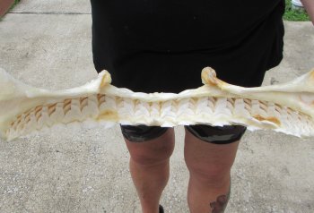 Buy Now Tiger Shark Jaw 20 inches wide $525 (Adult Signature Required)<font color=red> (NO POST OFFICE (USPS) SHIPPING!!!)</font>
