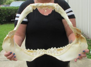 For Sale Tiger Shark Jaw 21 inches wide $600 (Adult Signature Required)
