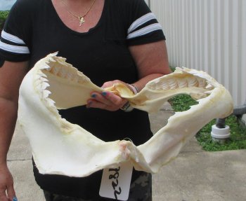 For Sale Tiger Shark Jaw 21 inches wide $600 (Adult Signature Required)