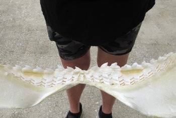 For Sale Tiger Shark Jaw 21 inches wide $600 (Adult Signature Required)