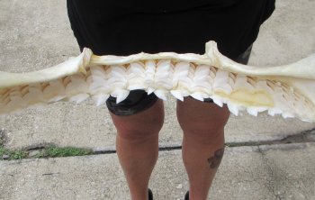 For Sale Tiger Shark Jaw 21 inches wide $600 (Adult Signature Required)