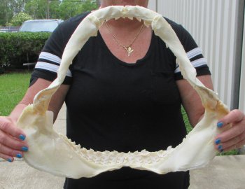 Real Tiger Shark Jaw 17-1/2 inches wide $350 (Signature Required)