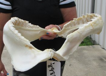 Tiger Shark Jaw 17 inch wide - $325 each (Signature Required)